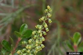 Attēlu rezultāti vaicājumam “Artemisia campestris leaf”