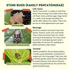 Attēlu rezultāti vaicājumam “Pentatomidae eggs”