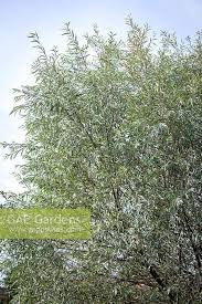 Attēlu rezultāti vaicājumam “Salix alba var. alba”