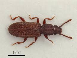 Attēlu rezultāti vaicājumam “Silvanidae”