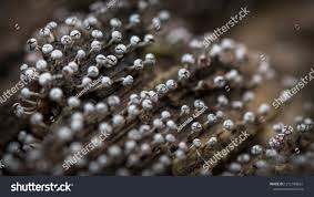 Attēlu rezultāti vaicājumam “Physarum leucophaeum spores”