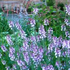 Attēlu rezultāti vaicājumam “Linaria loeselii”