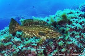 Image result for Mycteroperca rubra