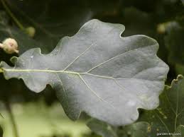 Attēlu rezultāti vaicājumam “Quercus robur Fastigiata leaf”