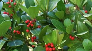 Attēlu rezultāti vaicājumam “Pyrola minor fruit”