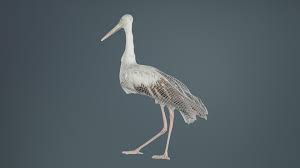 Attēlu rezultāti vaicājumam “Ciconiiformes”