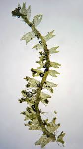 Attēlu rezultāti vaicājumam “Lophocolea minor”