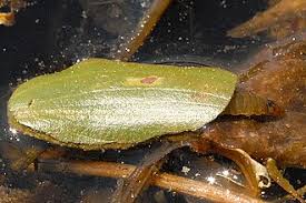 Attēlu rezultāti vaicājumam “Elophila nymphaeata”