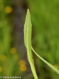 Attēlu rezultāti vaicājumam “Rorippa amphibia leaf”