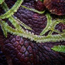 Attēlu rezultāti vaicājumam “Lophocolea”