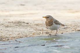 Image result for Turdus ruficollis