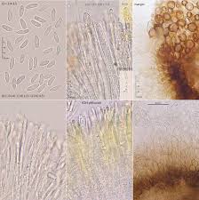 Attēlu rezultāti vaicājumam “Mollisia uda”