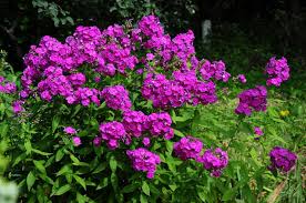 Image result for Phlox (großblumig)