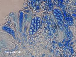 Attēlu rezultāti vaicājumam “Fellhanera subtilis”
