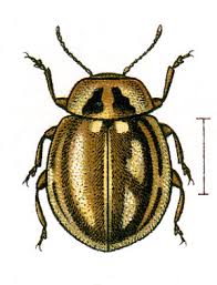 Attēlu rezultāti vaicājumam “Myzia oblongoguttata”