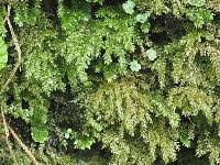 Attēlu rezultāti vaicājumam “Thamnobryum subserratum”