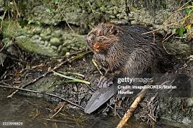 Attēlu rezultāti vaicājumam “Castor fiber”