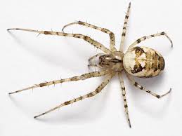 Attēlu rezultāti vaicājumam “Metellina segmentata”