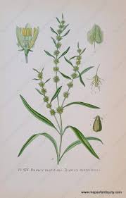 Attēlu rezultāti vaicājumam “Rumex maritimus”