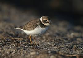 Attēlu rezultāti vaicājumam “Charadrius hiaticula adult”