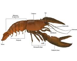 Image result for Homarus americanus