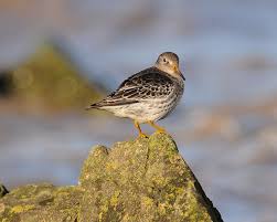 Attēlu rezultāti vaicājumam “Calidris maritima”
