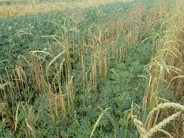 Image result for Lupinen