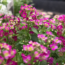 Image result for Alyssum diffusum