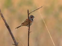 Image result for Emberiza fucata