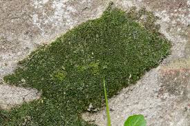 Attēlu rezultāti vaicājumam “Didymodon fallax var. brevifolius”