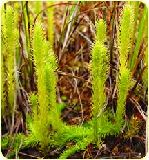 Attēlu rezultāti vaicājumam “Lycopodiella inundata”