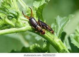Attēlu rezultāti vaicājumam “Forficula auricularia female”