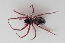 Attēlu rezultāti vaicājumam “Gnaphosidae”