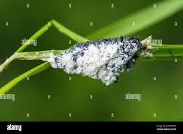 Attēlu rezultāti vaicājumam “Fuligo cinerea macro”