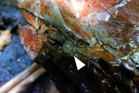 Attēlu rezultāti vaicājumam “Trichoptera egg mass”