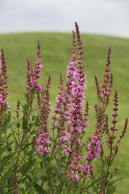 Attēlu rezultāti vaicājumam “Lythrum salicaria flower”