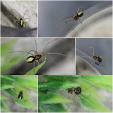 Attēlu rezultāti vaicājumam “Neottiura bimaculata”