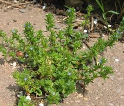 Attēlu rezultāti vaicājumam “Veronica arvensis”