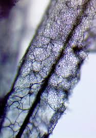 Attēlu rezultāti vaicājumam “Stemonitis lignicola”