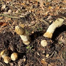 Attēlu rezultāti vaicājumam “Phallus impudicus”