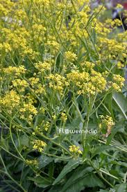 Attēlu rezultāti vaicājumam “Bunias orientalis flower”
