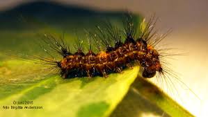 Attēlu rezultāti vaicājumam “Moma alpium”