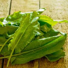 Attēlu rezultāti vaicājumam “Rumex acetosella leaf”