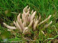 Attēlu rezultāti vaicājumam “Clavaria fumosa”