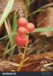Attēlu rezultāti vaicājumam “Maianthemum bifolium fruit”