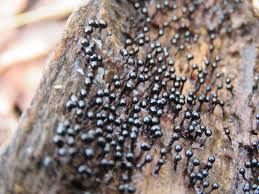 Attēlu rezultāti vaicājumam “Metatrichia floriformis spores”