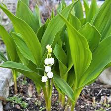 Attēlu rezultāti vaicājumam “Convallaria majalis leaf”