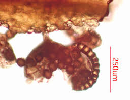 Attēlu rezultāti vaicājumam “Milesina murariae”