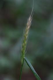 Attēlu rezultāti vaicājumam “Hordelymus europaeus”