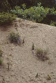 Attēlu rezultāti vaicājumam “Epipactis atrorubens fruit”